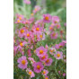 Helianthemum Wisley Pink - Zonneroosje - 