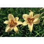 Hemerocallis Bonanza - Daglelie - 