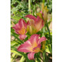 Hemerocallis Pink Damask - Daglelie - 