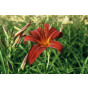 Hemerocallis Sammy Russell - Daglelie -