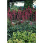 Heuchera sanguinea Leuchtkäfer - Purperklokje