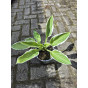 Hosta sieboldiana Elegans - Hartlelie