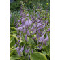 Hosta Patriot - Hart Lelie