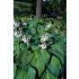 Hosta sieboldiana Elegans - Hartlelie