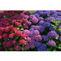 Hydrangea macr. 'Freudenstein' - Hortensia