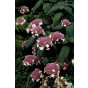 Hydrangea aspera 'Macrophylla' - Fluweelhortensia