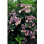 Hydrangea serr. Bluebird - Hortensia