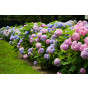 Hydrangea macr. Bodensee