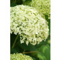 Hydrangea arb. Incrediball® - Strong Annabelle®- Hortensia