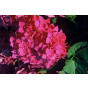 Hydrangea macr. 'Leuchtfeuer' - Bolhortensia