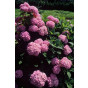 Hydrangea macr. Bouquet Rose | Bolhortensia