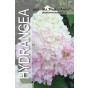 Hydrangea pan. Magical Andes