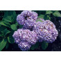 Hydrangea macr. Nikko Blue - Bolhortensia