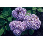 Hydrangea macr. 'Nikko Blue' - Bolhortensia