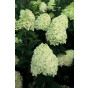 Hydrangea pan. Limelight ® - Pluimhortensia