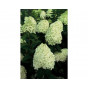 Hydrangea pan. Limelight ®- Pluimhortensia - Op stam