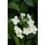 Hydrangea anomala petiolaris - Klimhortensia