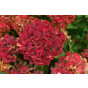 Hydrangea pan. Wim's Red - Pluimhortensia