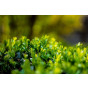 Ilex cr. Convexa | Japanse hulst | Buxus vervanger