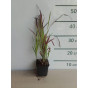 Imperata cylindrica “Red Baron” - Japans bloedgras