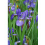 Iris sib. 'Sparkling Rose' - Lis - 