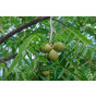 Juglans nigra - Zwarte walnoot