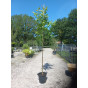 Juglans regia - Walnoot - boom