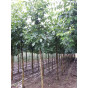 Juglans regia Broadview - Walnoot - boom