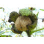 Walnoot - Juglans regia Buccaneer