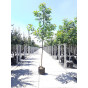 Juglans regia - Walnoot - boom
