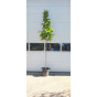 Juglans regia - Walnoot - boom