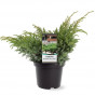 Juniperus squamata Blue Swede | Jeneverbes