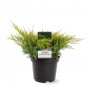 Juniperus pfitzeriana Gold Coast | Jeneverbes