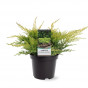 Juniperus pfitzeriana Gold Star | Jeneverbes