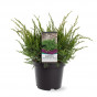 Juniperus pfitzeriana Mint Julep | Jeneverbes