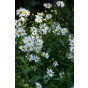 Kalimeris incisa Alba - Zomeraster