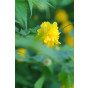 Ranonkelstruik - Kerria japonica Pleniflora