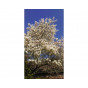 Krentenboom - Amelanchier lamarckii - boom