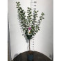 Pruim - Prunus d. President