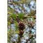 Larix kaempferi - Japanse Larix
