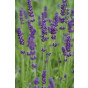 Lavandula angustifolia “Hidcote”- Lavendel
