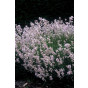 Lavandula angustifolia Rosea | Roze Lavendel