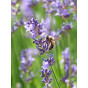 Lavandula angustifolia Dwarf Blue - Lavendel