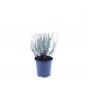 Lavandula angustifolia “Hidcote”- Lavendel