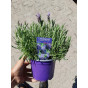 Lavandula Stoechas - Kuiflavendel