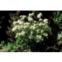 Leontopodium alpinum - Edelweiss - 