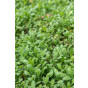 Leptinella squalida - Koperknoopje - 