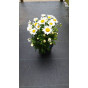 Leucanthemum Snow Lady - Margriet