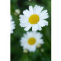 Leucanthemum Snow Lady - Margriet - 