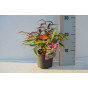 Druifheide - Leucothoe keiskei 'Burning Love' 